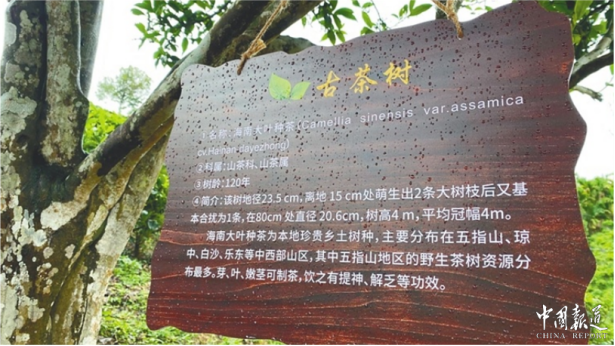 海南全面启动古树名木挂牌保护行动 17864株“绿色活化石”有了“一树一档”